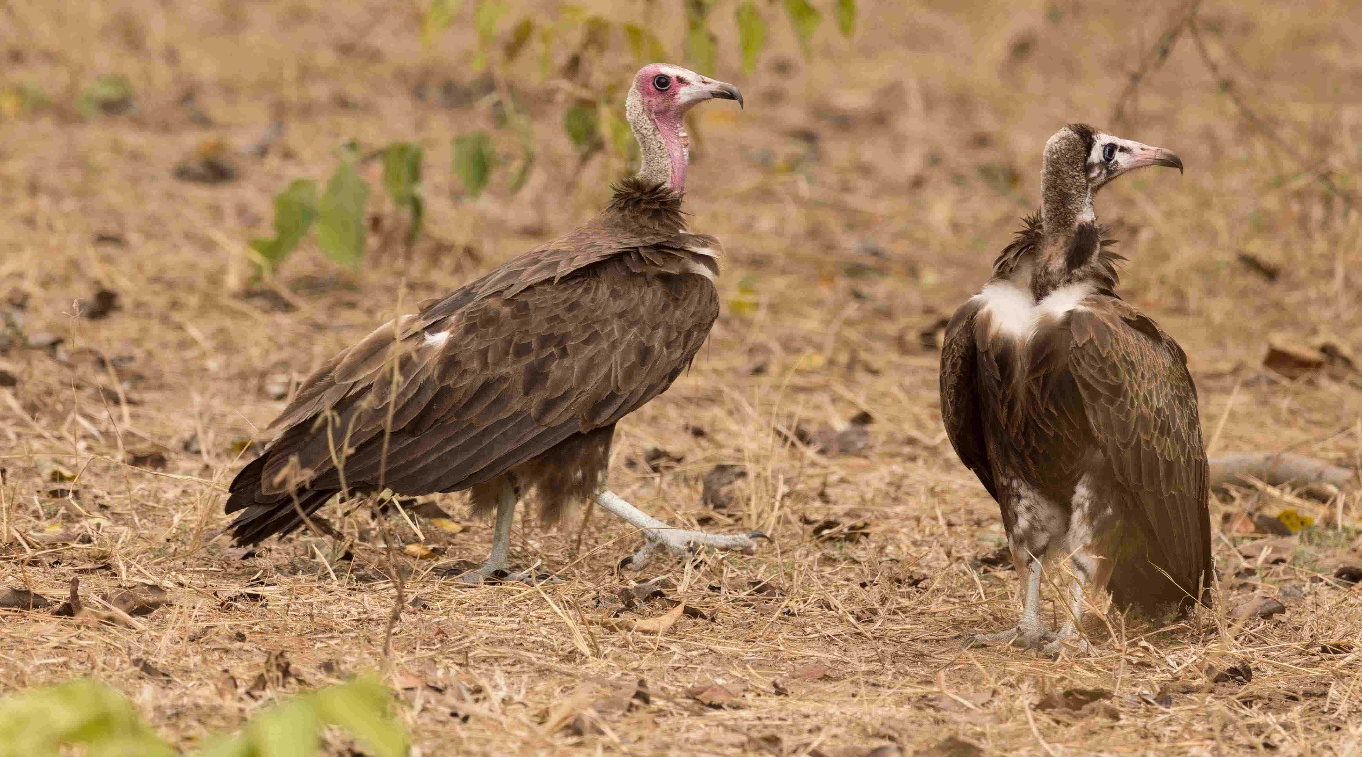 Hooded vulture